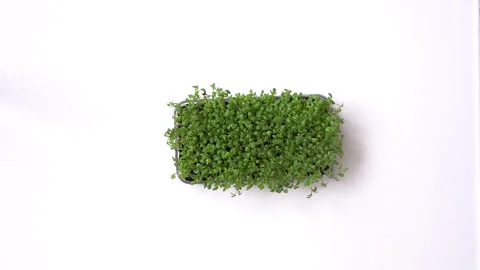 Cabbage microgreens in a white background. top view Stock Footage 255878039