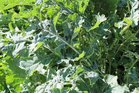 Cabbage Moth damage seen on broccoli leaves Stock Photos