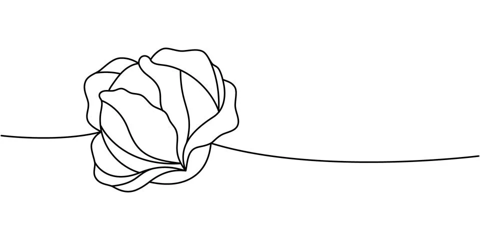 Cabbage one line continuous drawing. Fresh organic vegetable. Vector Stock Illustration