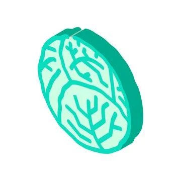 Cabbage one whole isometric icon vector illustration Ilustración de archivo