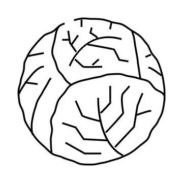 Cabbage one whole line icon vector illustration Ilustración de archivo