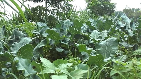 Cabbage or headed cabbage on the plantation on the mountain Stock Footage 121612257