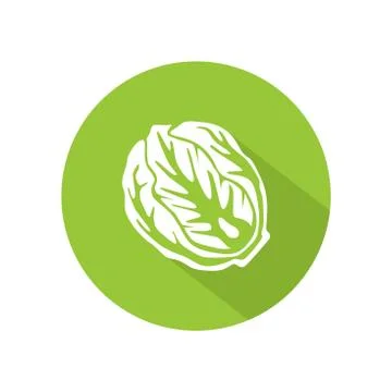 Cabbage or lettuce icon vector. illustration of cabbage or lettuce isolated o Stock Illustration