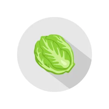 Cabbage or lettuce icon vector. illustration of cabbage or lettuce isolated o Stock Illustration