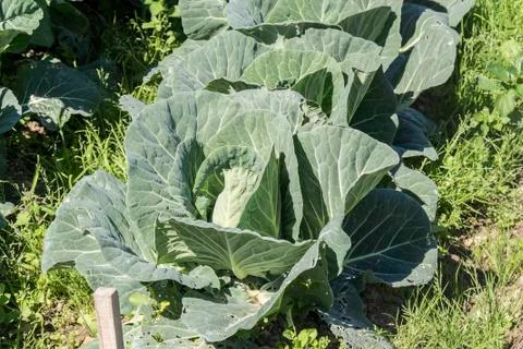 Cabbage in the orchard Stock Photos