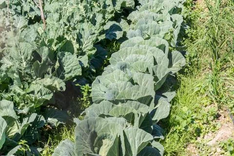Cabbage in the orchard Stock Photos