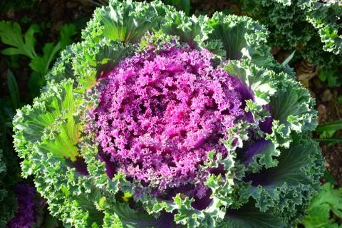 Cabbage Ornamental Stock Photos