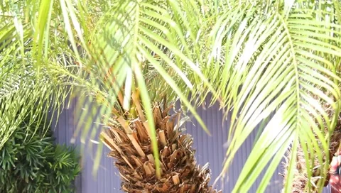 Cabbage Palm blowing in the wind Stock Footage 6732126