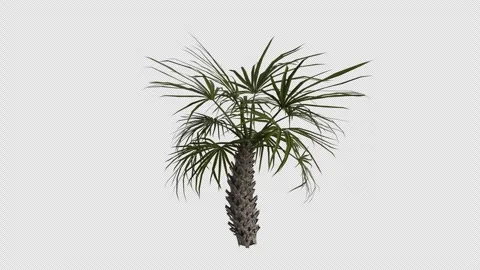 Cabbage Palm Tree blowing in the wind. Alpha Channel. Loop Animation Stock Footage 281915950