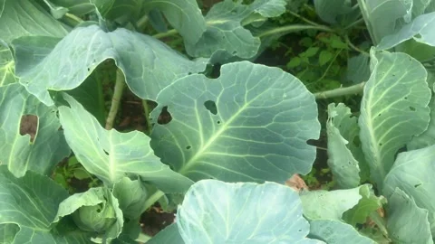 Cabbage patch, camera movement along small heads of green cabbage Stock Footage 141863119