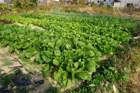 A cabbage patch in the city center Stock Photos