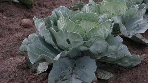 Cabbage patch, garden, E USA Stock Footage 80068553