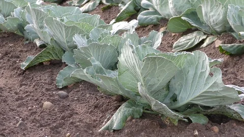 Cabbage patch, garden, E USA Stock Footage 80068601