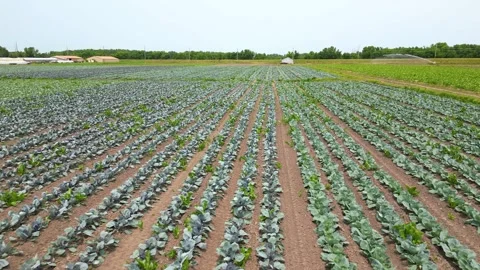 A Cabbage Patch on a Midwestern Farm with a Sprinkler in the Background Stock Footage 304416404