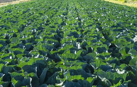 Cabbage Patch in the Morning Stock Photos