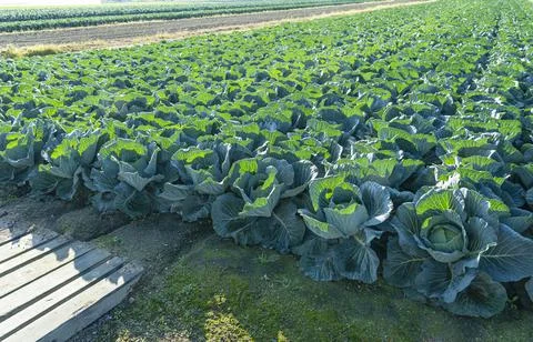 Cabbage Patch in the Morning Stock Photos