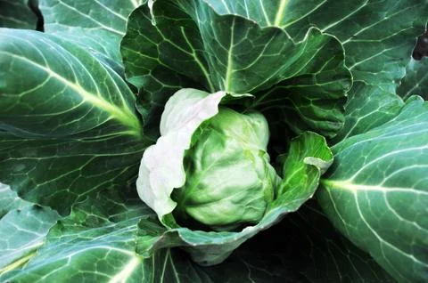 Cabbage Stock Photos