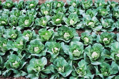 Cabbage Stock Photos