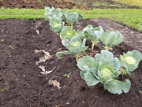 Cabbage Stock Photos