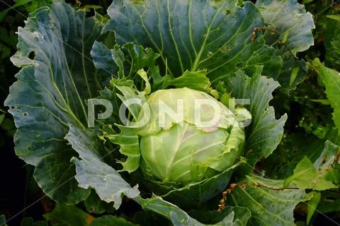 Cabbage Stock Photos