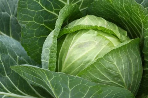 Cabbage Foto stock