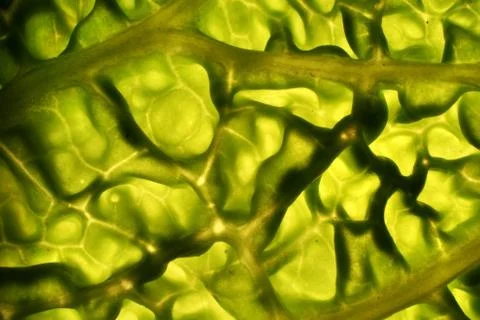 Cabbage Stock Photos