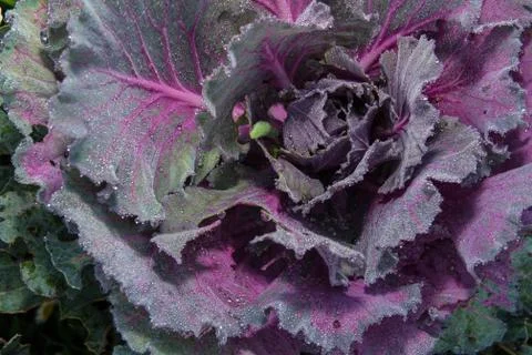 Cabbage Stock Photos