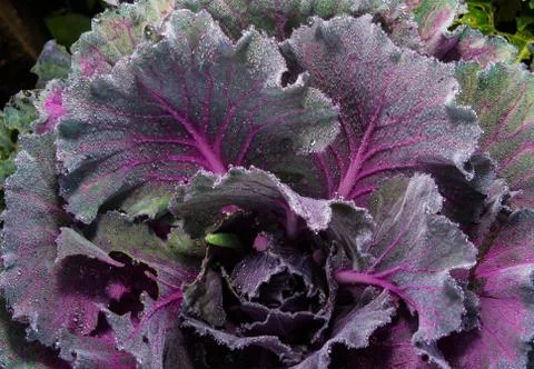 Cabbage Stock Photos