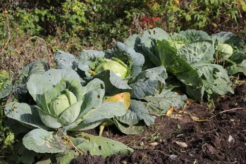 Cabbage Stock Photos