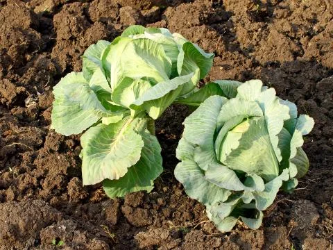 The cabbage. Foto stock