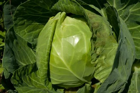 Cabbage Stock Photos