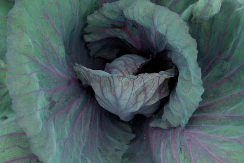 Cabbage Foto stock