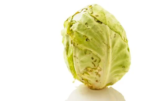 Cabbage Foto stock