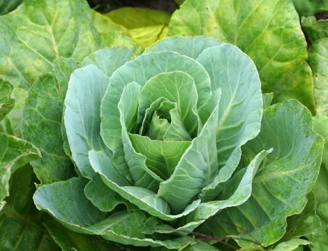 Cabbage 스톡 사진