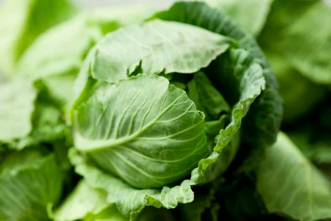 Cabbage Stock Photos