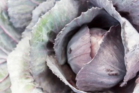 Cabbage Stock Photos