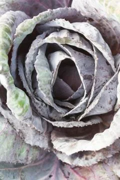 Cabbage Stock Photos