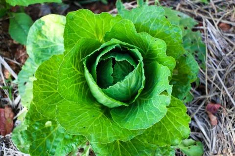 Cabbage Stock Photos