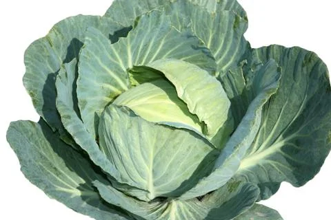 Cabbage Stock Photos