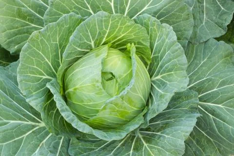 Cabbage Stock Photos