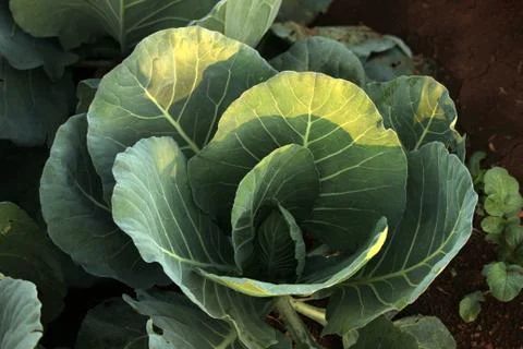 Cabbage Stock Photos