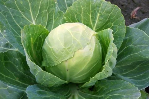Cabbage Stock Photos