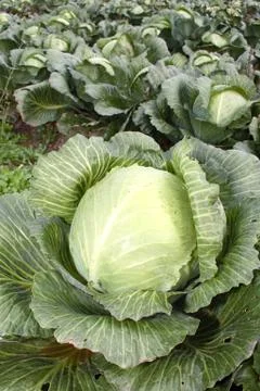 Cabbage Stock Photos