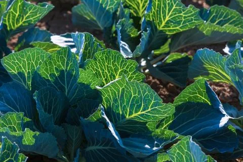 Cabbage Stock Photos