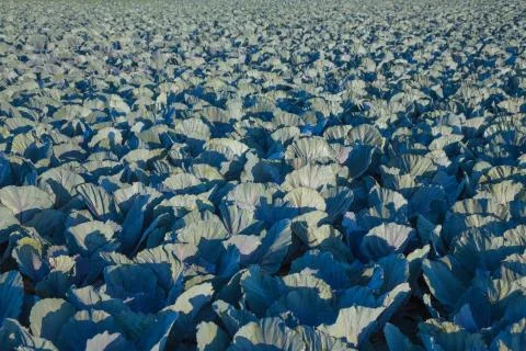 Cabbage Stock Photos