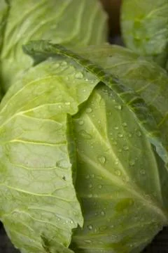 Cabbage Stock Photos