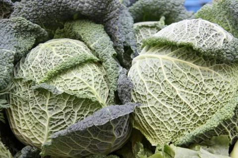 Cabbage Stock Photos