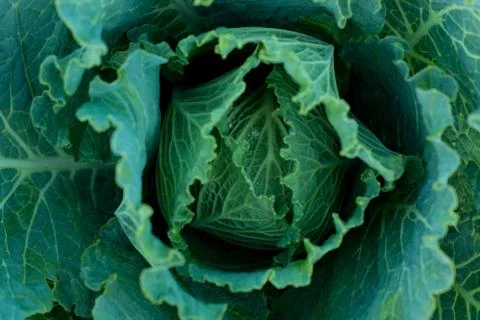 Cabbage Foto stock