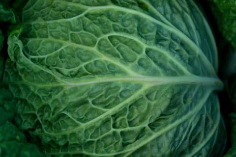 Cabbage Stock Photos