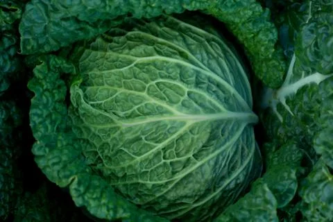 Cabbage Stock Photos